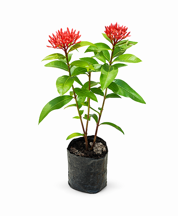 Mini Ixora Rei Vermelha