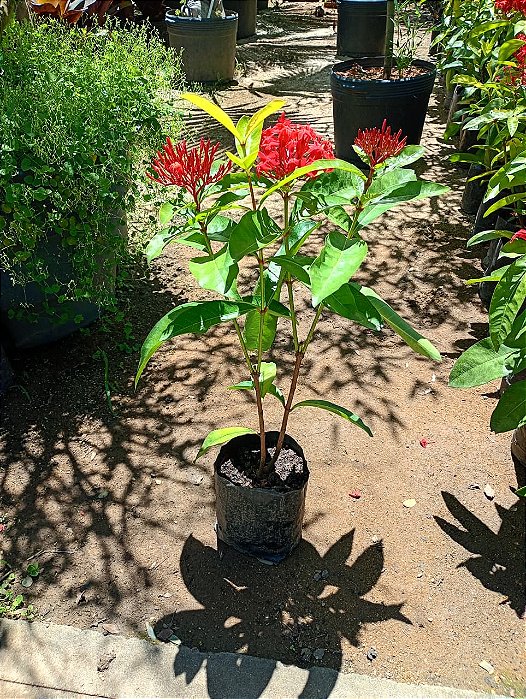 Mini Ixora Rei Vermelha