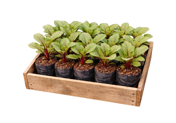 Beterraba - Caixa com 15 unidades