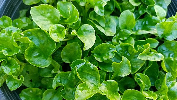 Agrião - Caixa com 15 unidades