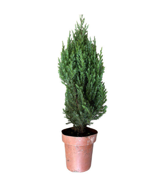 Pinheiro Strickta - 35 a 45 cm