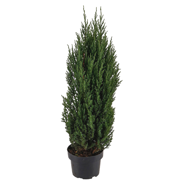 Pinheiro Strickta - 90 cm