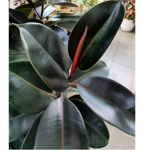 Ficus Elástica Rubro - Pote 24