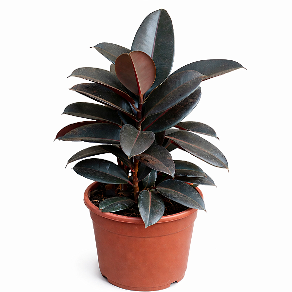Ficus Elástica Rubro - Pote 24
