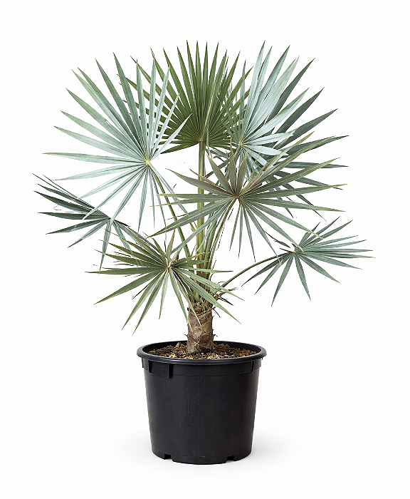 Palmeira Bismarckia - 1,50 metros