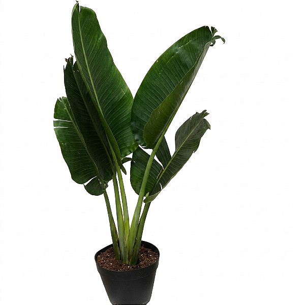 Palmeira Ravenala - 50 a 60 cm