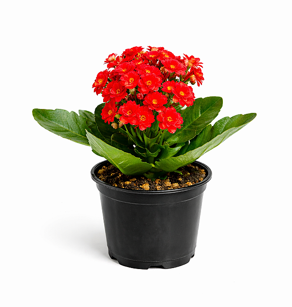 Kalanchoe - Caixa com 15 unidades (Cores Variadas)