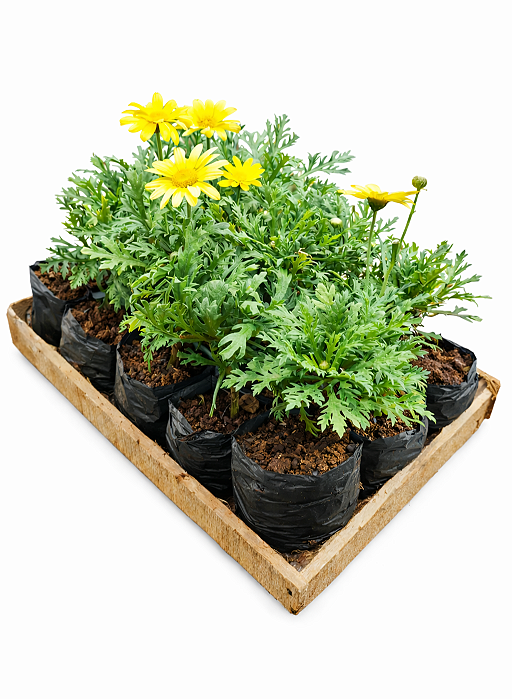 Margarida Amarela - Caixa com 15 unidades