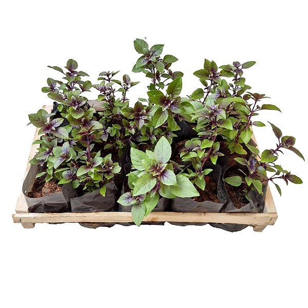 Manjericão Roxo - Caixa com 15 unidades