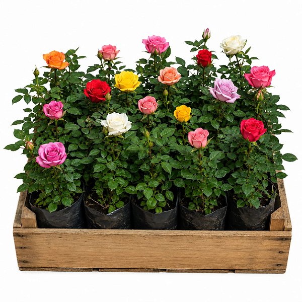 Rosa Colombiana - Caixa com 15 unidades