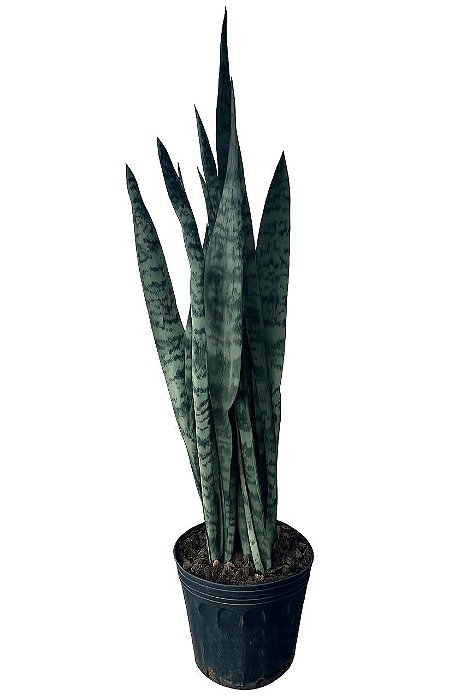 Espada de São Jorge - 90 cm a 1 metro