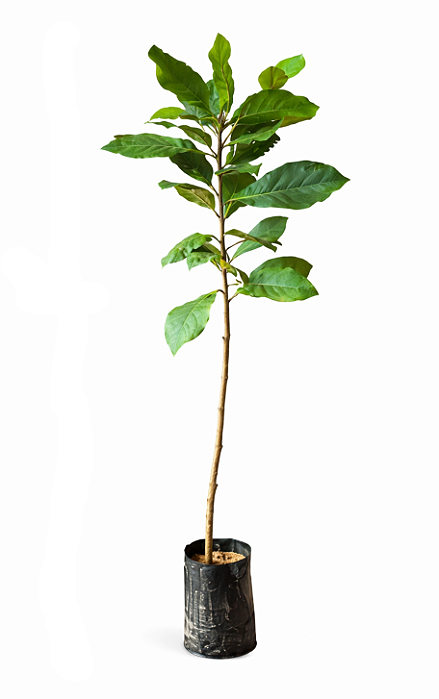 Amendoeira Chapéu de Sol - 1,60 a 2,00 metros