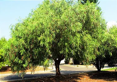 Aroeira Salsa - 1,80 a 2,20 metros