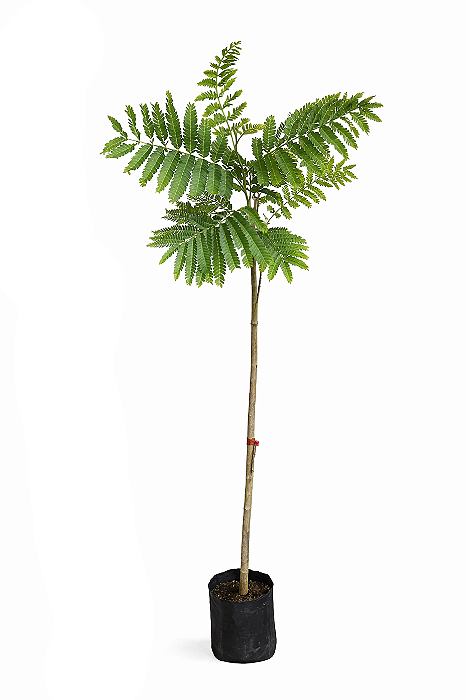 Canafístula - 1,80 a 2,20 metros