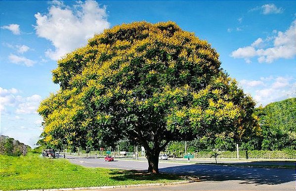 Canafístula - 1,80 a 2,20 metros