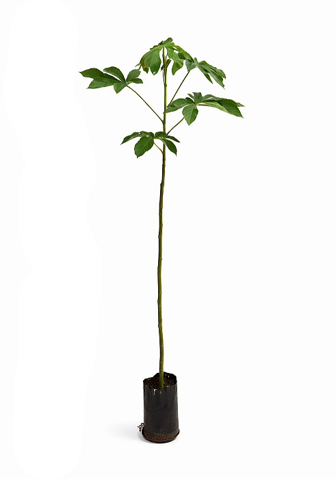 Embaúba - 1,80 a 2,20 metros