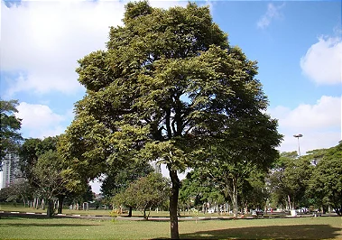 Cedro - 1,80 a 2,20 metros