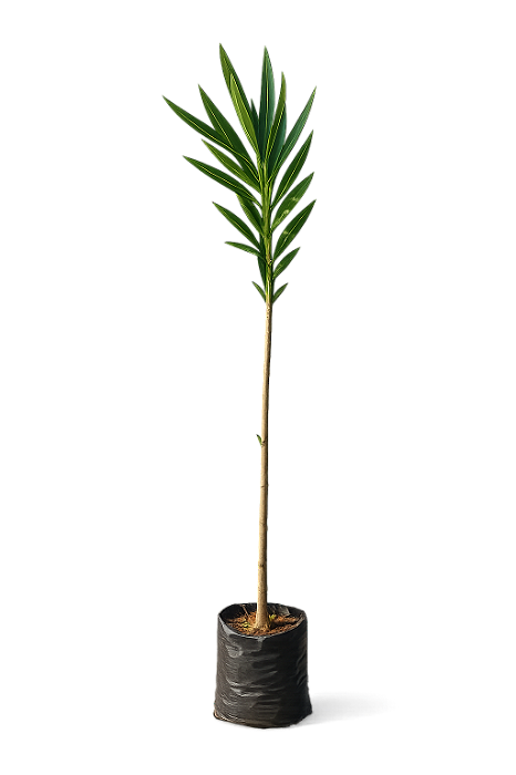 Espirradeira Rosa - 1,50 a 1,70 metros