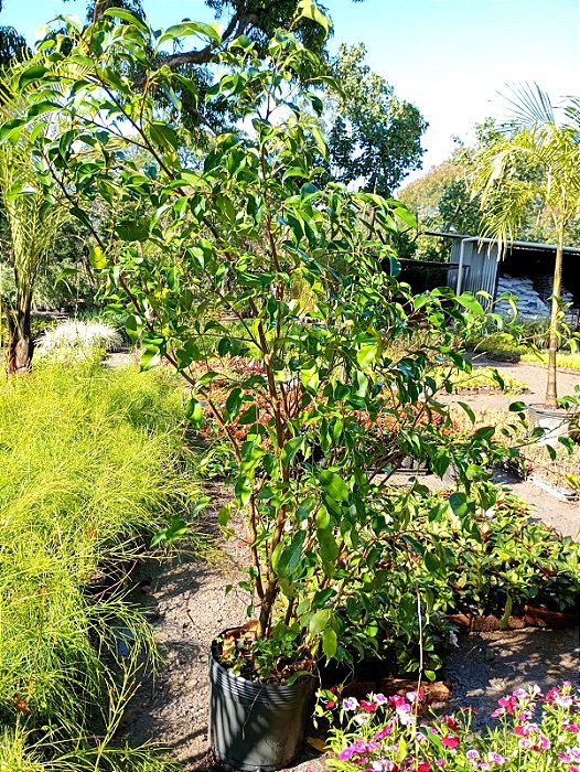 Ficus Benjamina - 1,00 a 1,50 metros