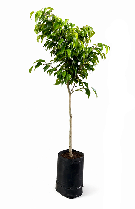 Ficus Benjamina - 1,00 a 1,50 metros