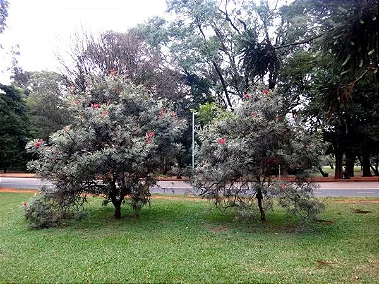 Grevílea Anã - 60 cm a 1,00 metro