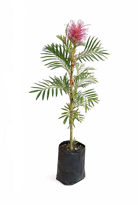 Grevílea Anã - 60 cm a 1,00 metro