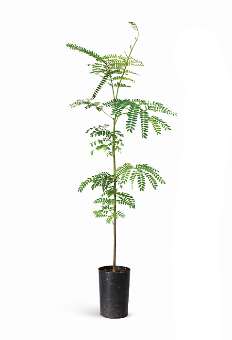 Guapuruvu - 1,80 a 2,20 metros