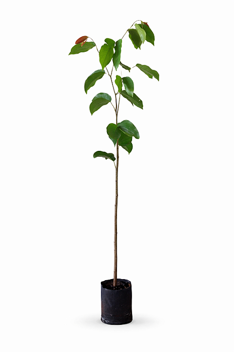 Jatobá - 1,80 a 2,20 metros