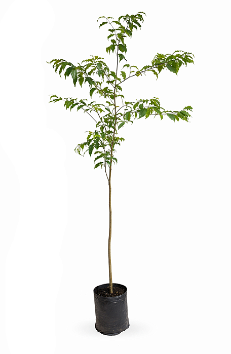 Mirindiba - 1,80 a 2,20 metros