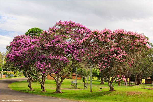 Quaresmeira Rosa - 1,80 a 2,20 metros