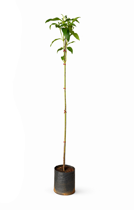 Quaresmeira Rosa - 1,80 a 2,20 metros