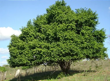 Saboneteira - 60 cm a 1 metro