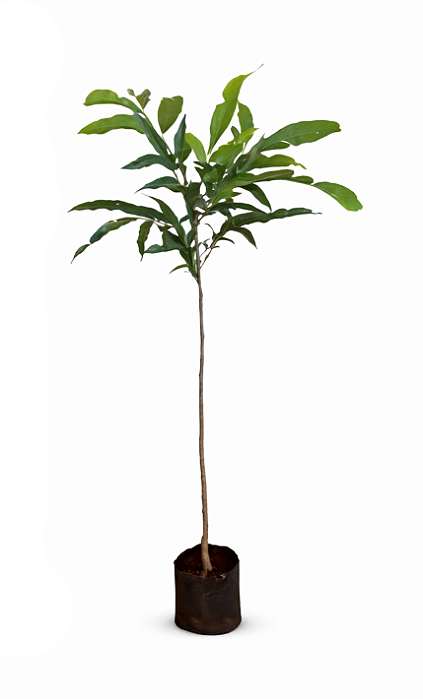 Saboneteira - 60 cm a 1 metro