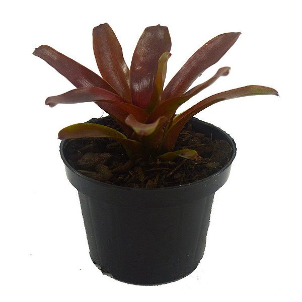 Bromélia Neoregelia Fireball - Pote 11