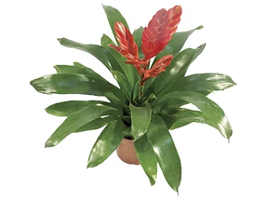 Bromélia Vriesea Vermelha
