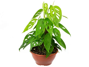 Monstera Adansonii