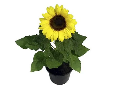 Girassol Ornamental - 25 a 30 cm