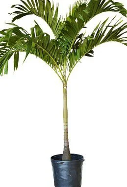 Palmeira Veitchia - 2 a 2,10 metros