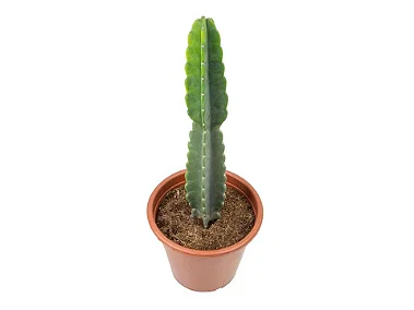 Cacto Mandacaru sem Espinhos - 50 a 70 cm