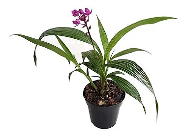 Orquídea Spathoglottis ou Grapete - 30 cm