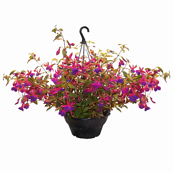 Brinco de Princesa - Cuia 21