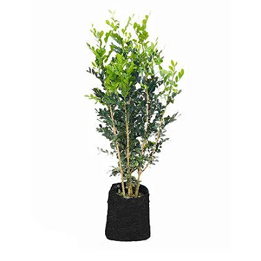 Murta - 80 cm a 1 metro
