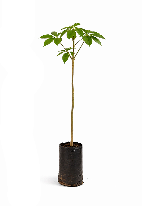 Espirradeira Branca - 1,20 a 1,50 metros