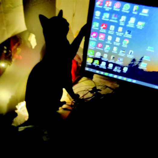 Gatos - Luminárias LED de MDF