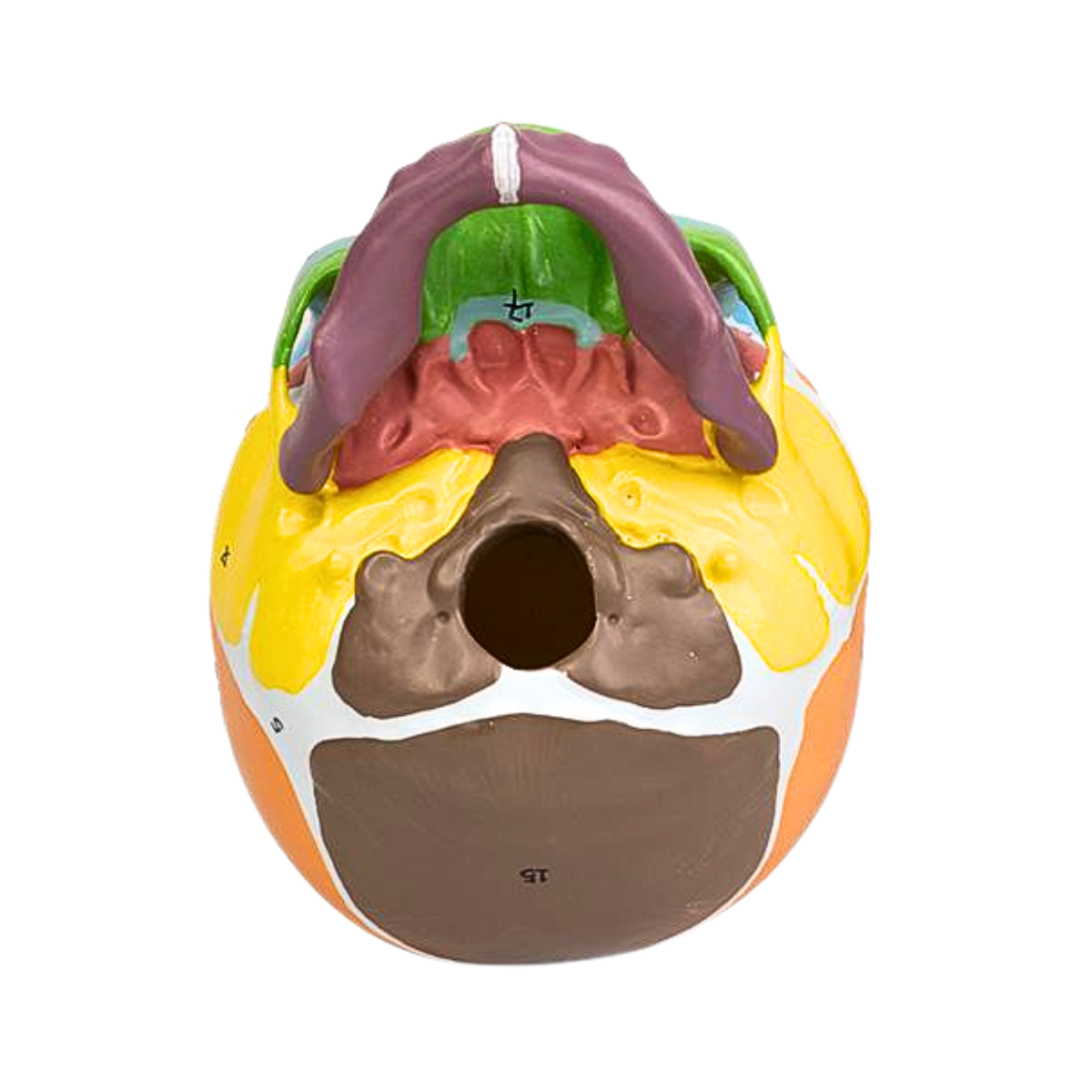 CRÂNIO C/ MANDÍBULA MÓVEL C/ ORIGENS E INSERÇÕES MUSCULARES