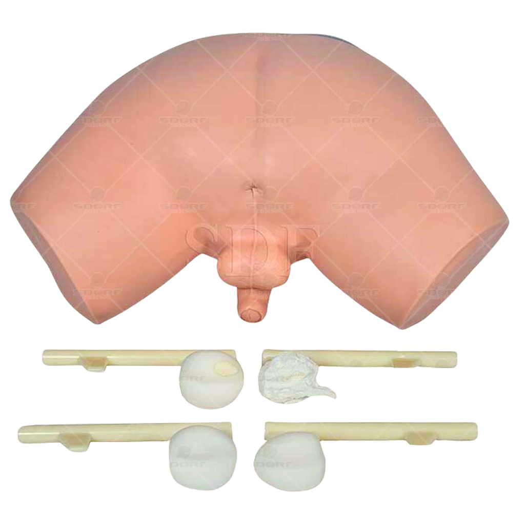 SIMULADOR PARA EXAME DE PRÓSTATA - SD4048 - SDORF