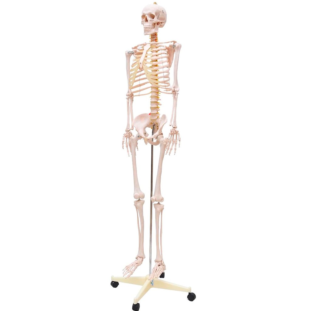 ESQUELETO HUMANO PADRÃO DE 1,70 CM C/ SUPORTE HASTE E RODAS