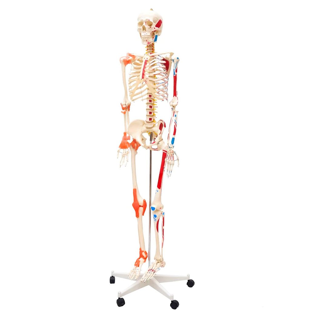 ESQUELETO HUMANO 1,70CM C/ ARTICULAÇÕES,INSERÇÕES MUSCULARES
