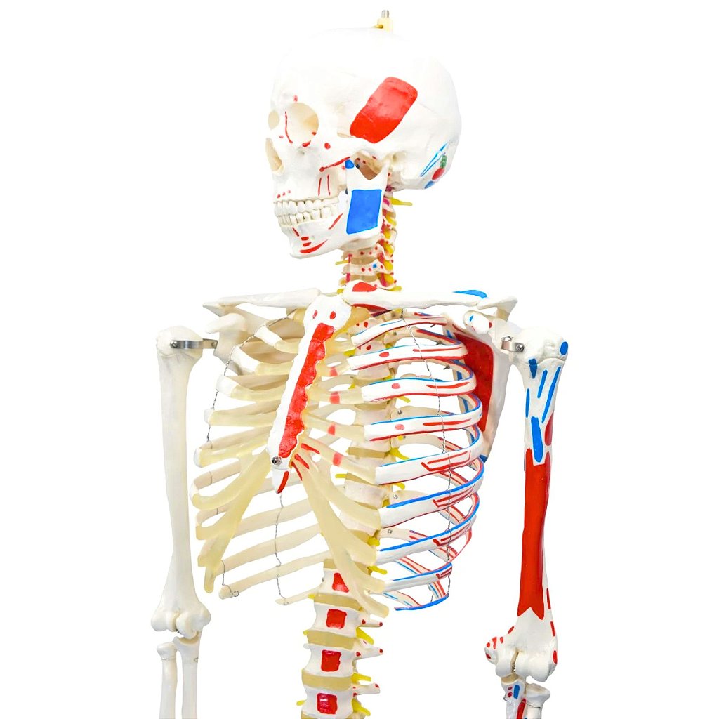 ESQUELETO HUMANO 1,70 CM C/ ORIGENS E INSERÇÕES MUSCULARES