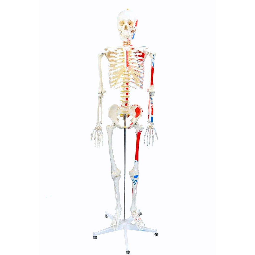 ESQUELETO HUMANO 1,70 CM C/ ORIGENS E INSERÇÕES MUSCULARES